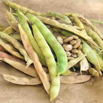 Bean Seeds - Mixed Pinto