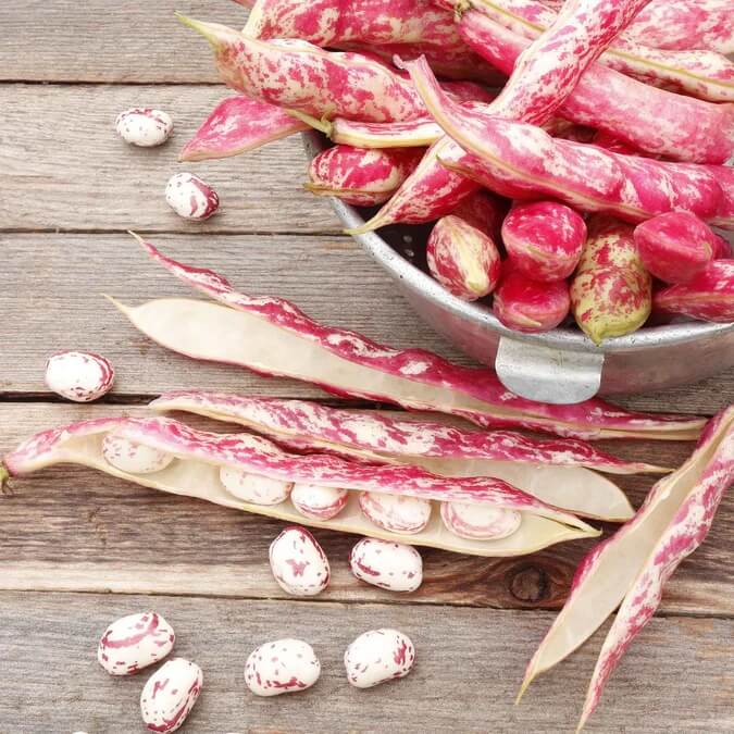 Bean Seeds  - Pink White 