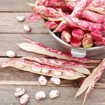 Bean Seeds  - Pink White 