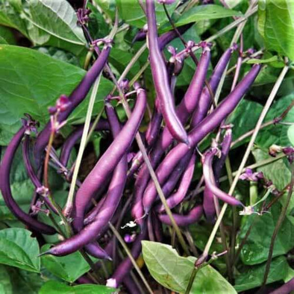 Bean Seeds  - Purple