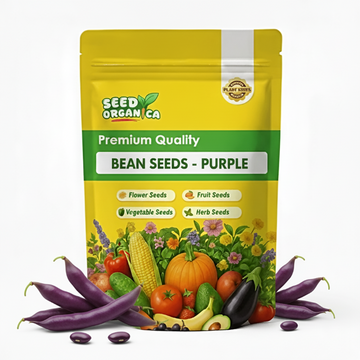 Bean Seeds  - Purple