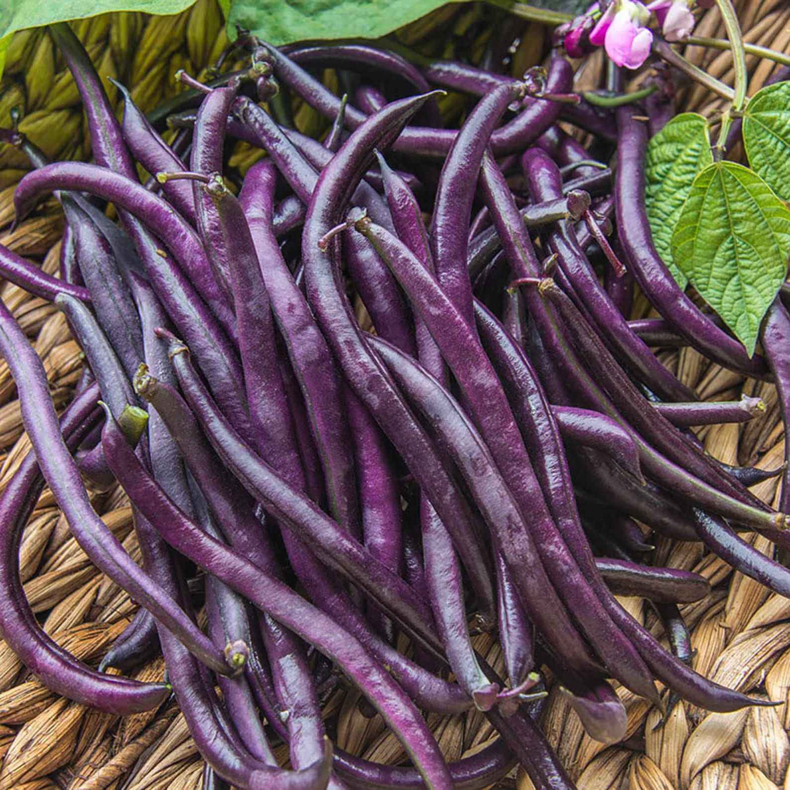 Bean Seeds - Purple Bush