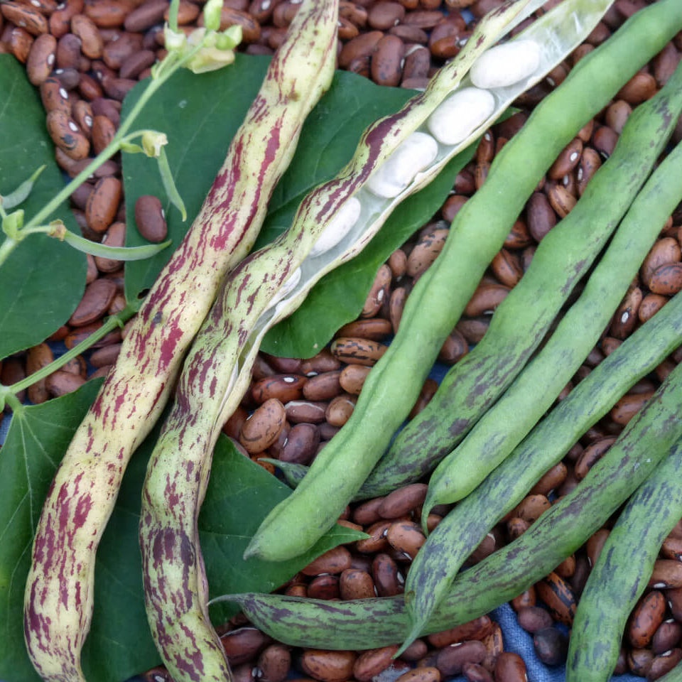 Bean Seeds - Rattlesnake