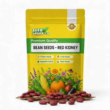Bean Seeds - Red Kidney