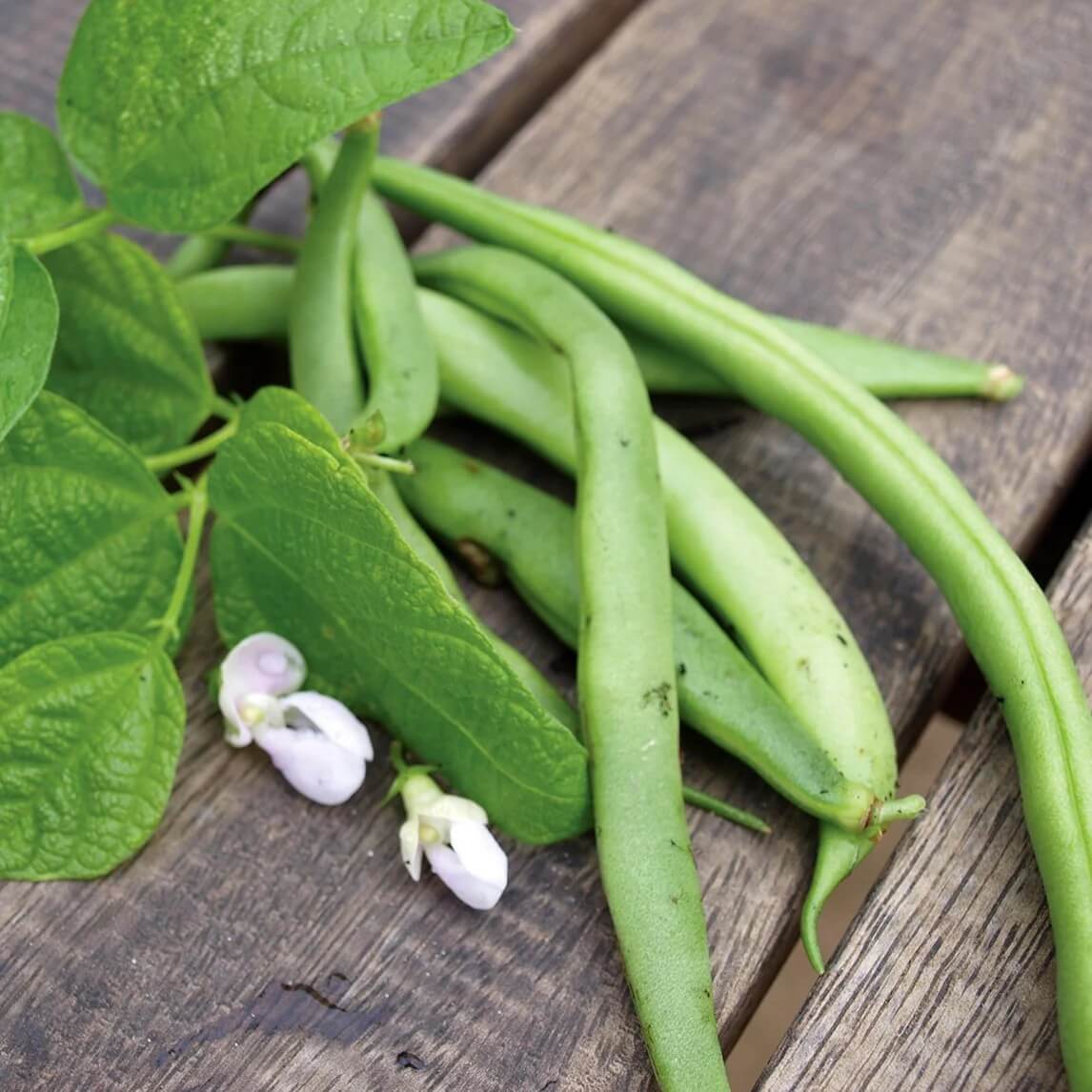  Bean Seeds - Stringless