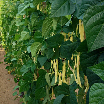Bean Seeds  - Venezia