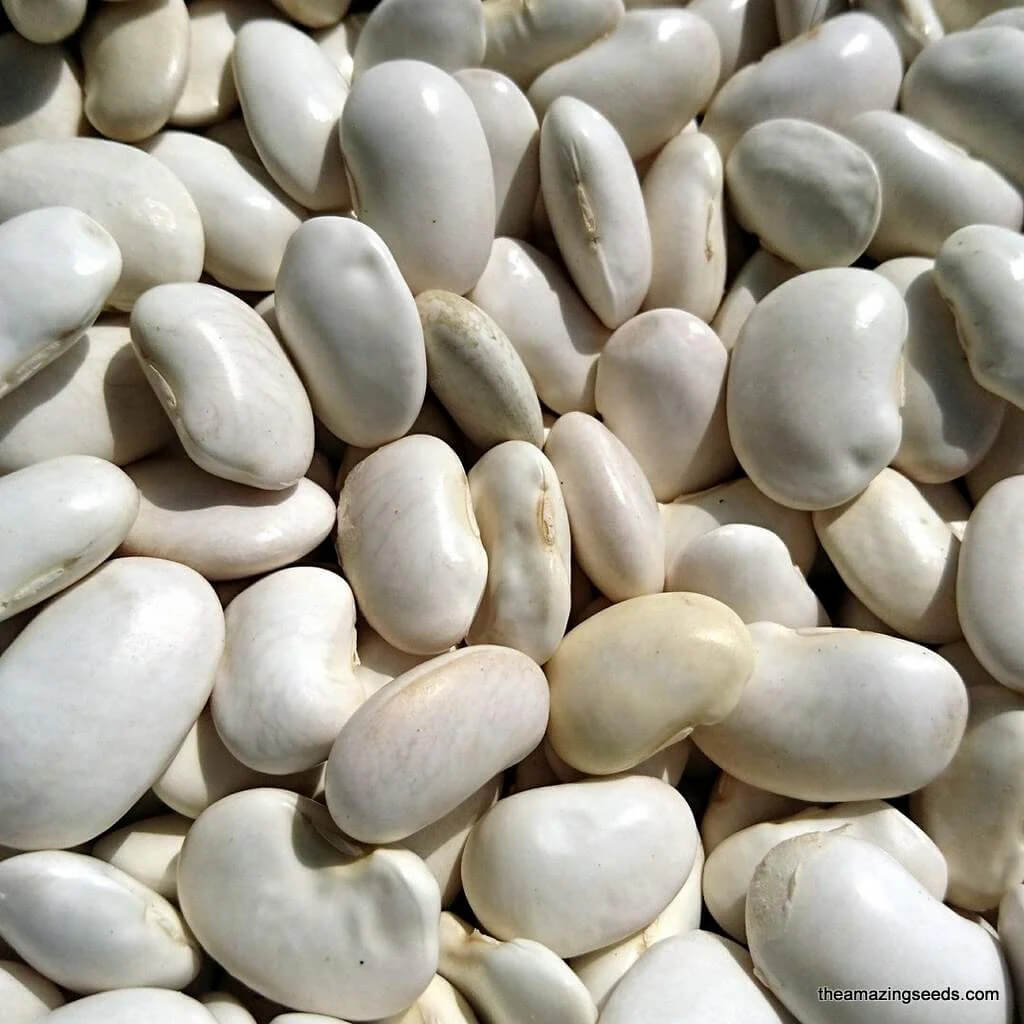  Bean Seeds - White