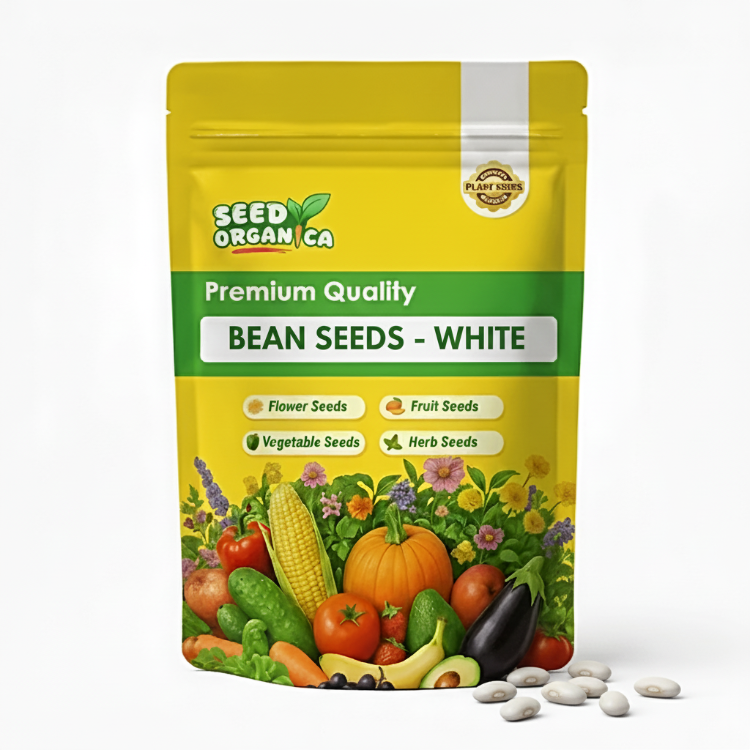 Bean Seeds - White