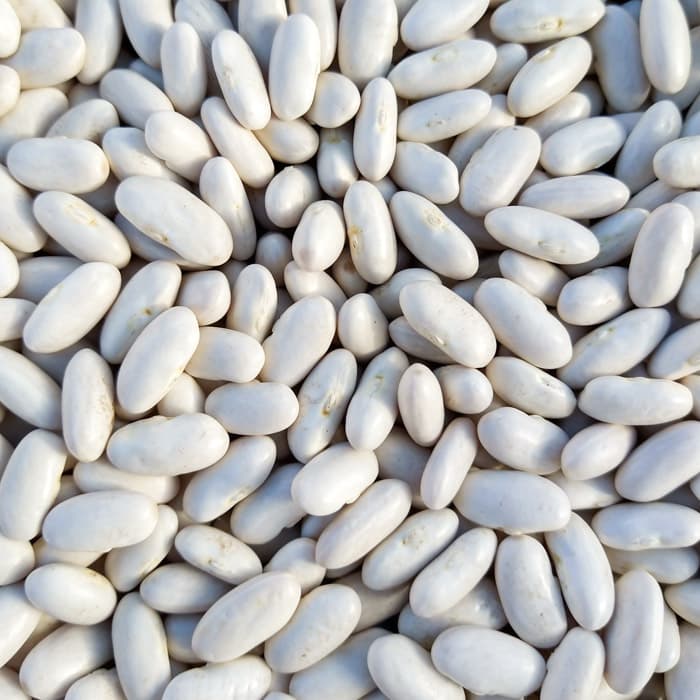  Bean Seeds - White