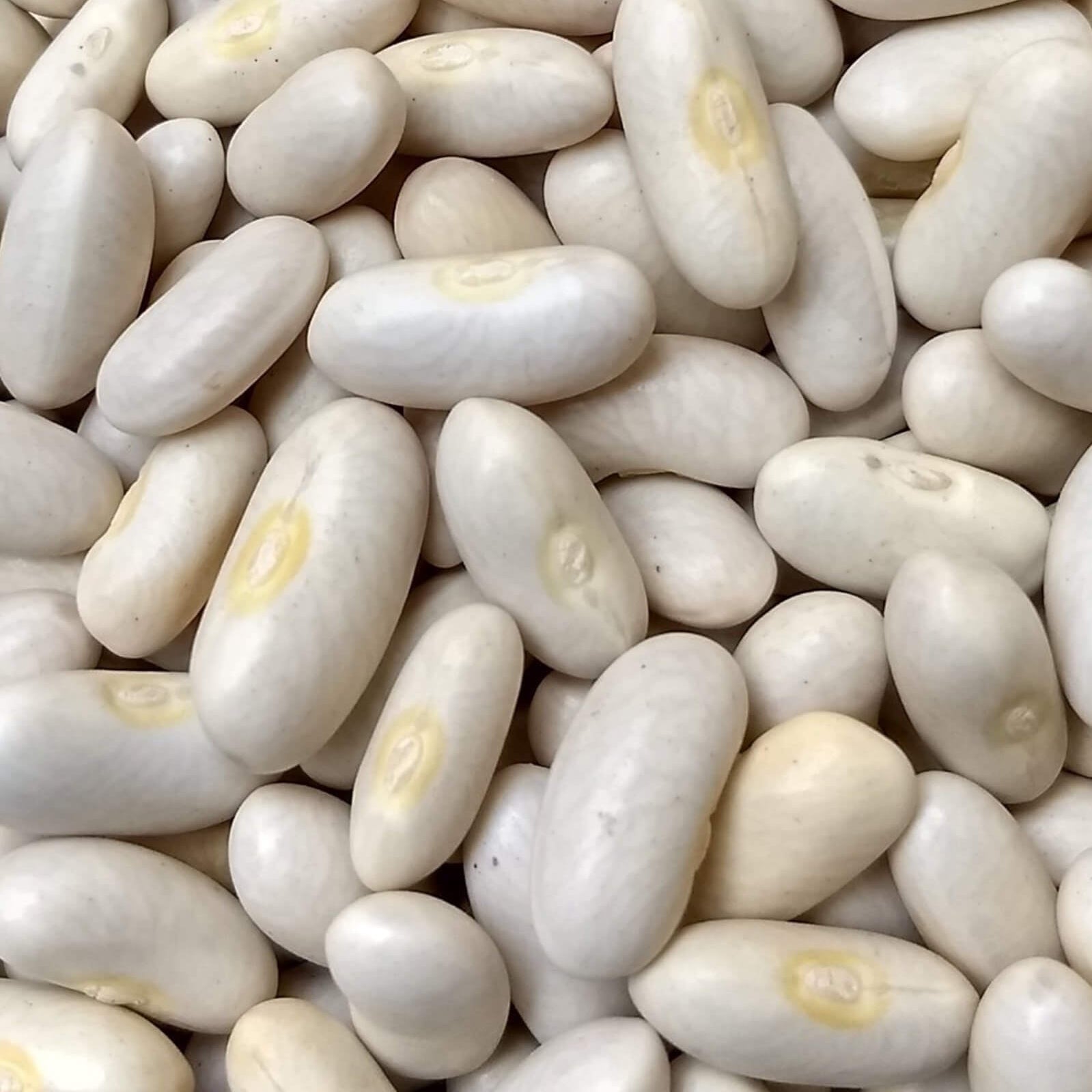  Bean Seeds - White