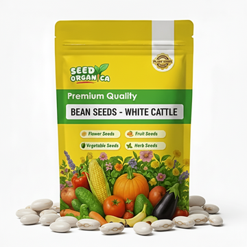 Bean Seeds - White Cattle