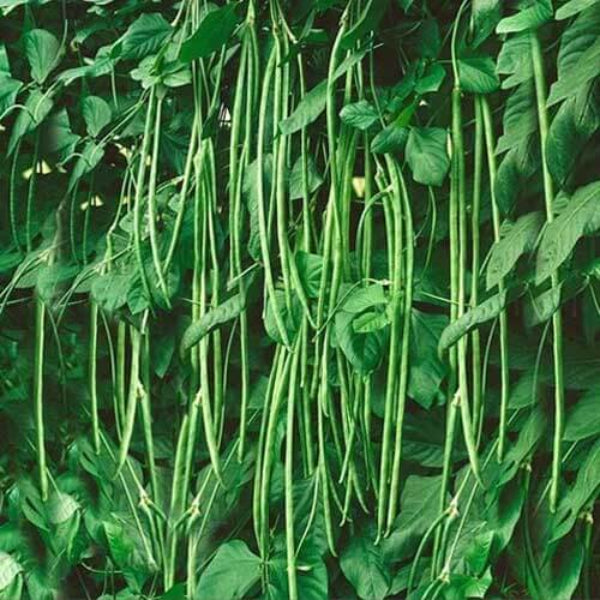 Bean Seeds - Yard Long