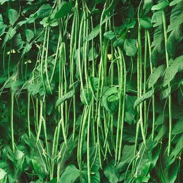 Bean Seeds - Yard Long