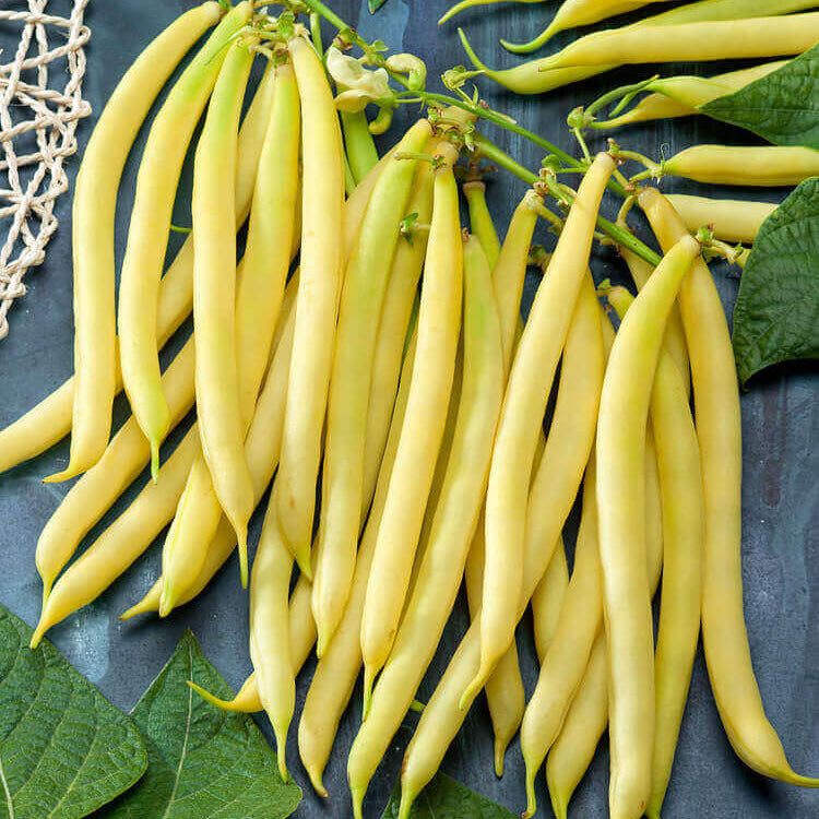 Bean Seeds - Yelllow Wax