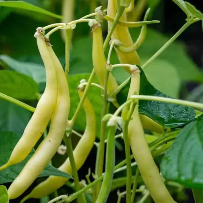  Bean Seeds  - Yellow Arikara