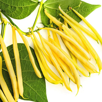 Bean Seeds  - Yellow Bush