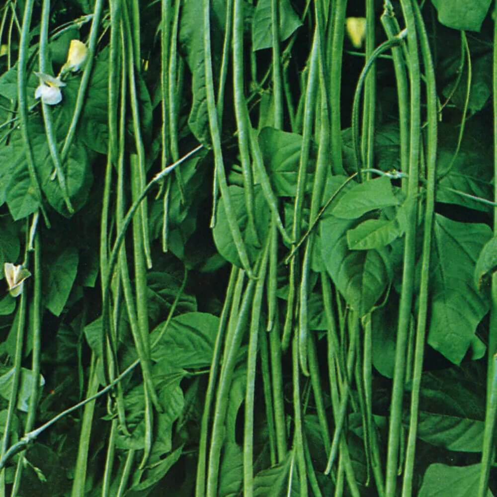 Bean Seeds - Asian Yard Long