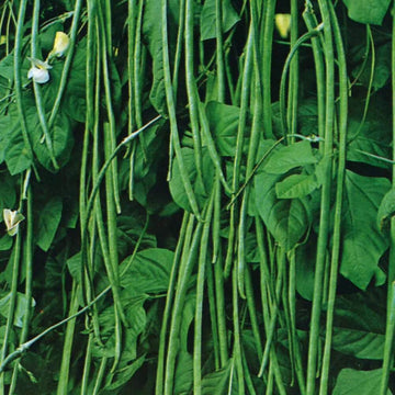 Bean Seeds - Asian Yard Long