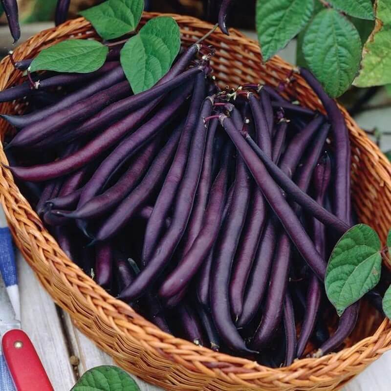  Bean Seeds  - Burgundy