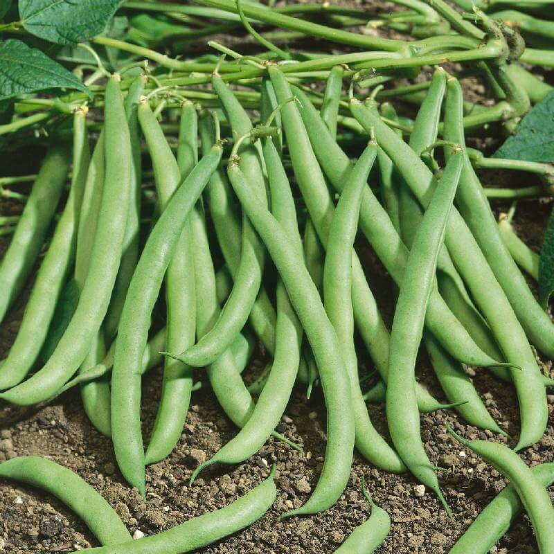 Bean Seeds - Green Contender