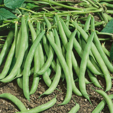 Bean Seeds - Green Contender