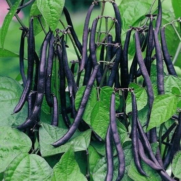 Bean Seeds - Purple Bush