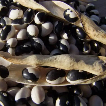 Bean Seeds - Black & White Troot