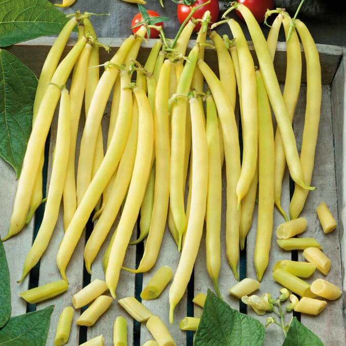  Bean Seeds  - Yellow Arikara