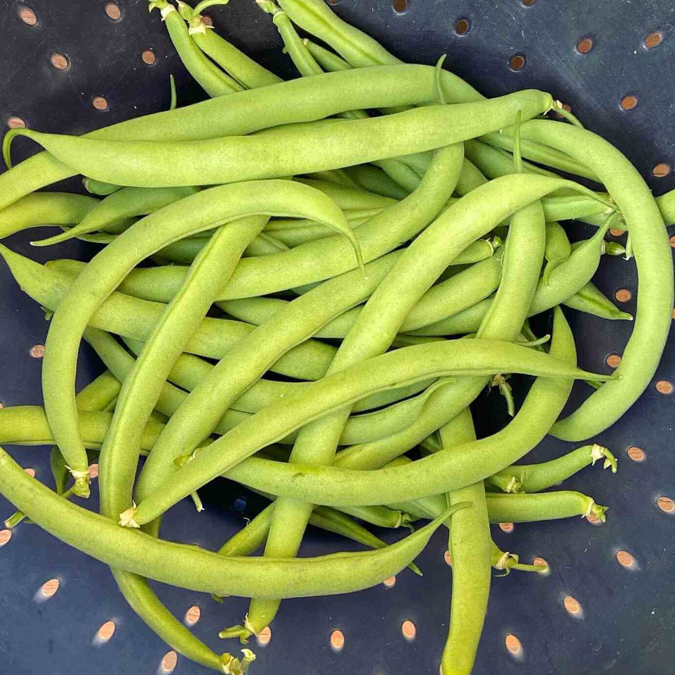 Bean Seeds - Green Contender