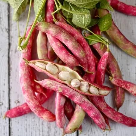 Bean Seeds  - Pink White 