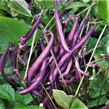 Bean Seeds - Purple Bush