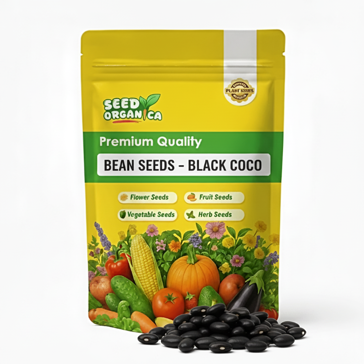 Bean Seeds – Black Coco
