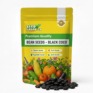 Bean Seeds – Black Coco