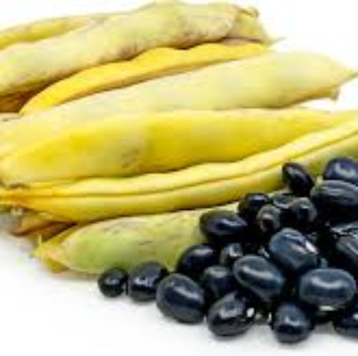 Bean Seeds – Black Coco