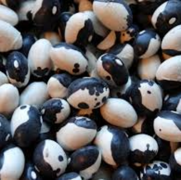 Bean Seeds – Black White