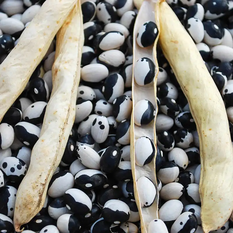 Bean Seeds – Black White