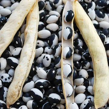 Bean Seeds – Black White