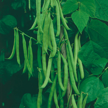 Bean Seeds – Green Appaloosa