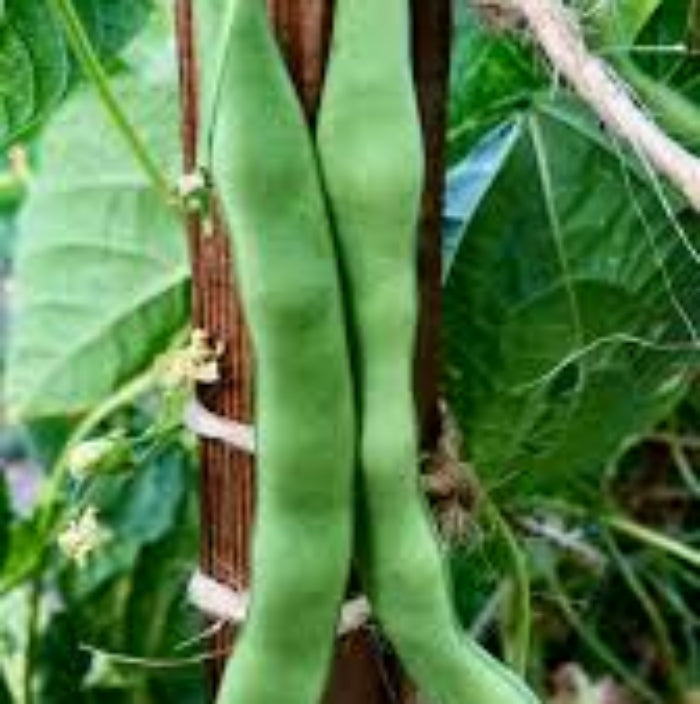 Bean Seeds – Green Appaloosa