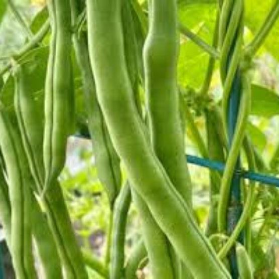 Bean Seeds – Green Appaloosa