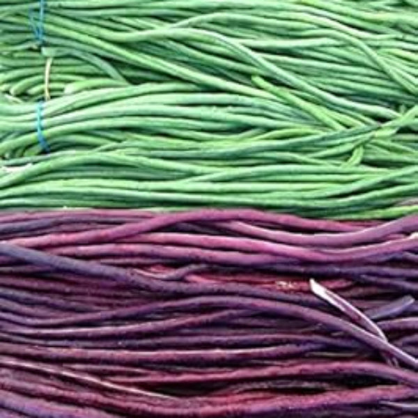 Bean Seeds – Green Violet