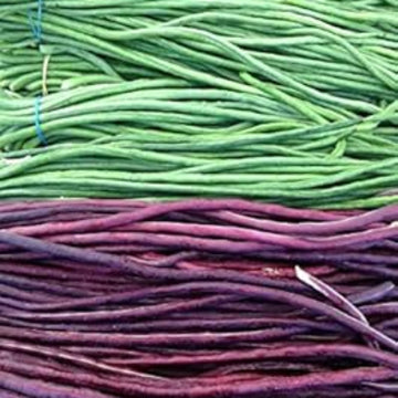 Bean Seeds – Green Violet