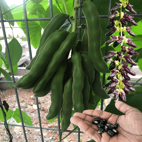 Bean Seeds – Green Violet