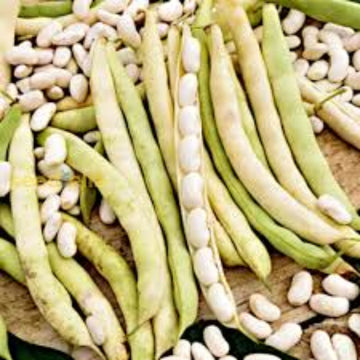 Bean Seeds – Mogettes