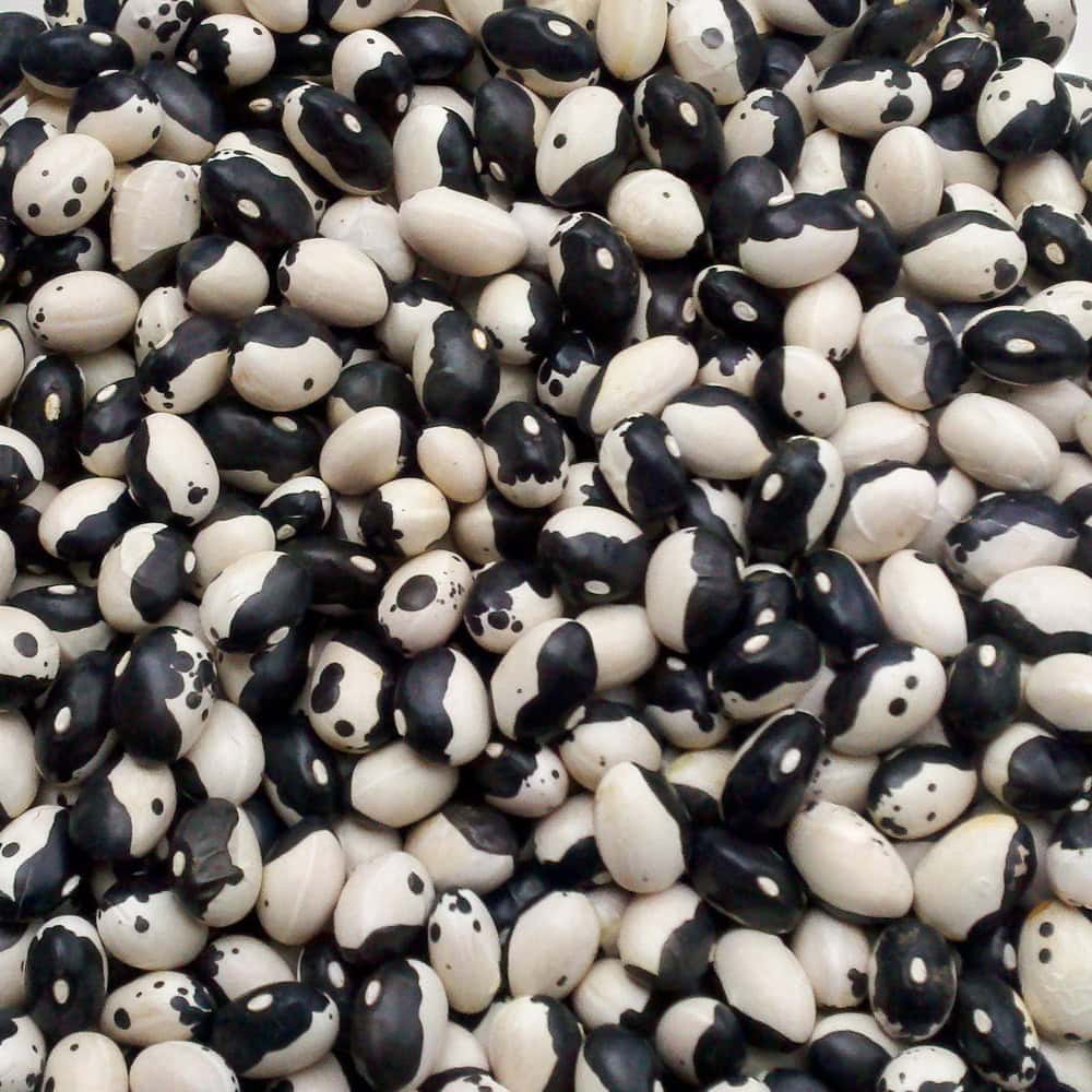 Bean Seeds – Orca