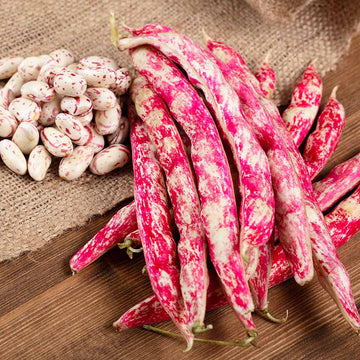Bean Seeds – Pink White Pinto
