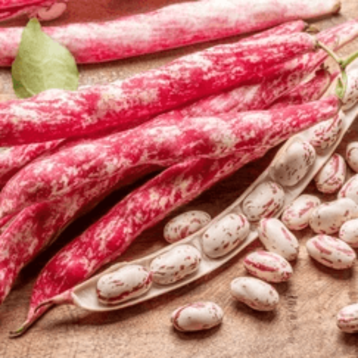 Bean Seeds – Pink White Pinto
