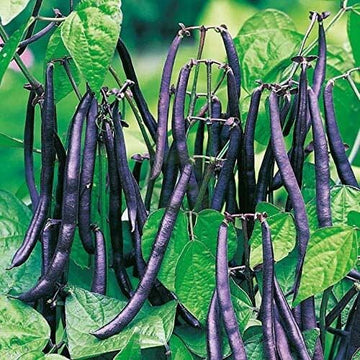 Bean Seeds – Purple Stallard