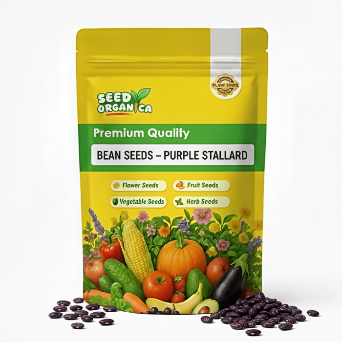 Bean Seeds – Purple Stallard