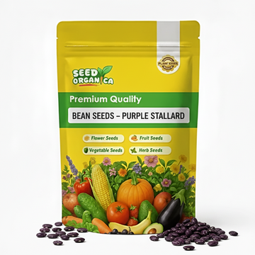 Bean Seeds – Purple Stallard